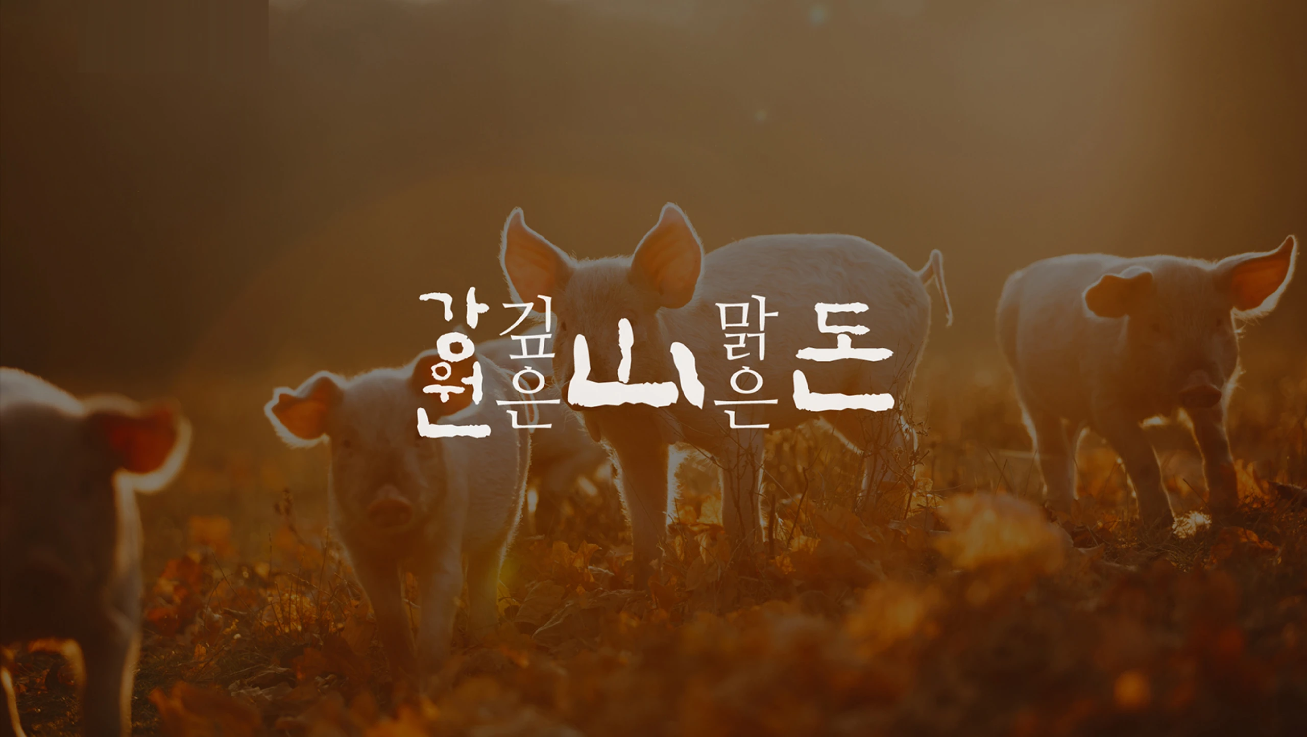 강원 깊은 산 맑은 돈